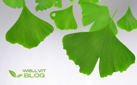 Il ginkgo biloba