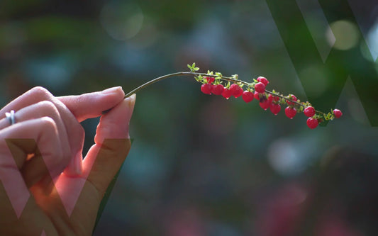Menopausa e benessere naturale: come ritrovare equilibrio con le piante